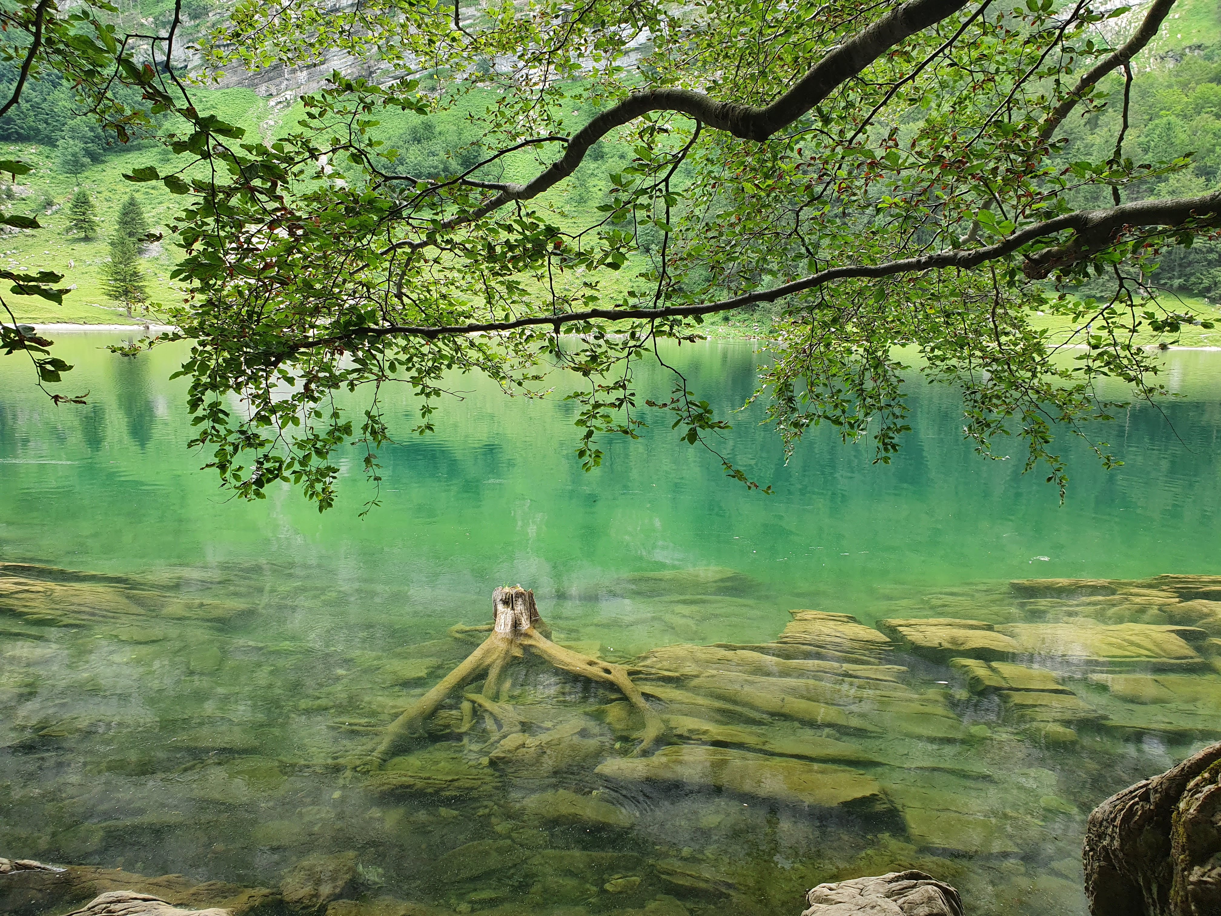 Tree roots in lake - Switzerland