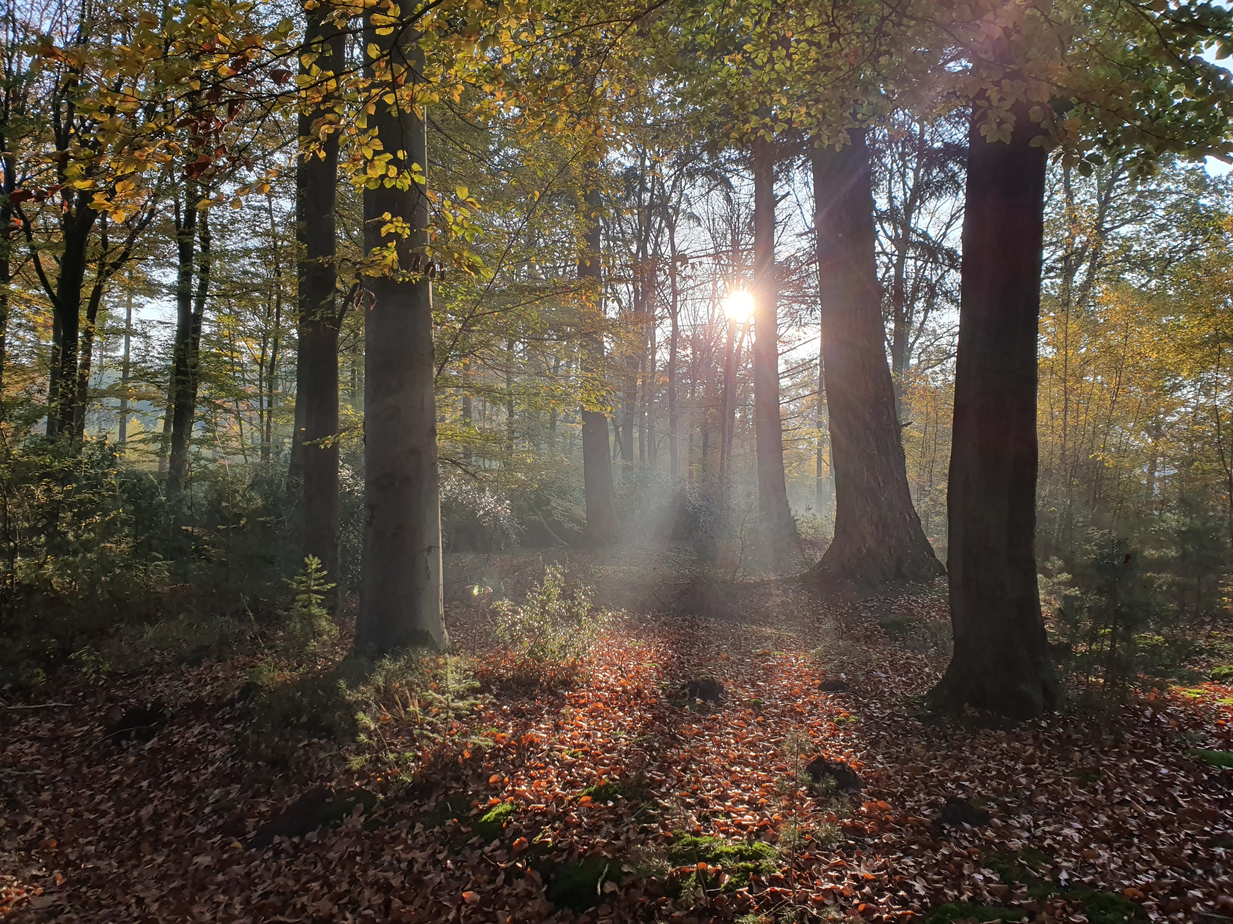 Hide and seek with the sun, The Netherlands