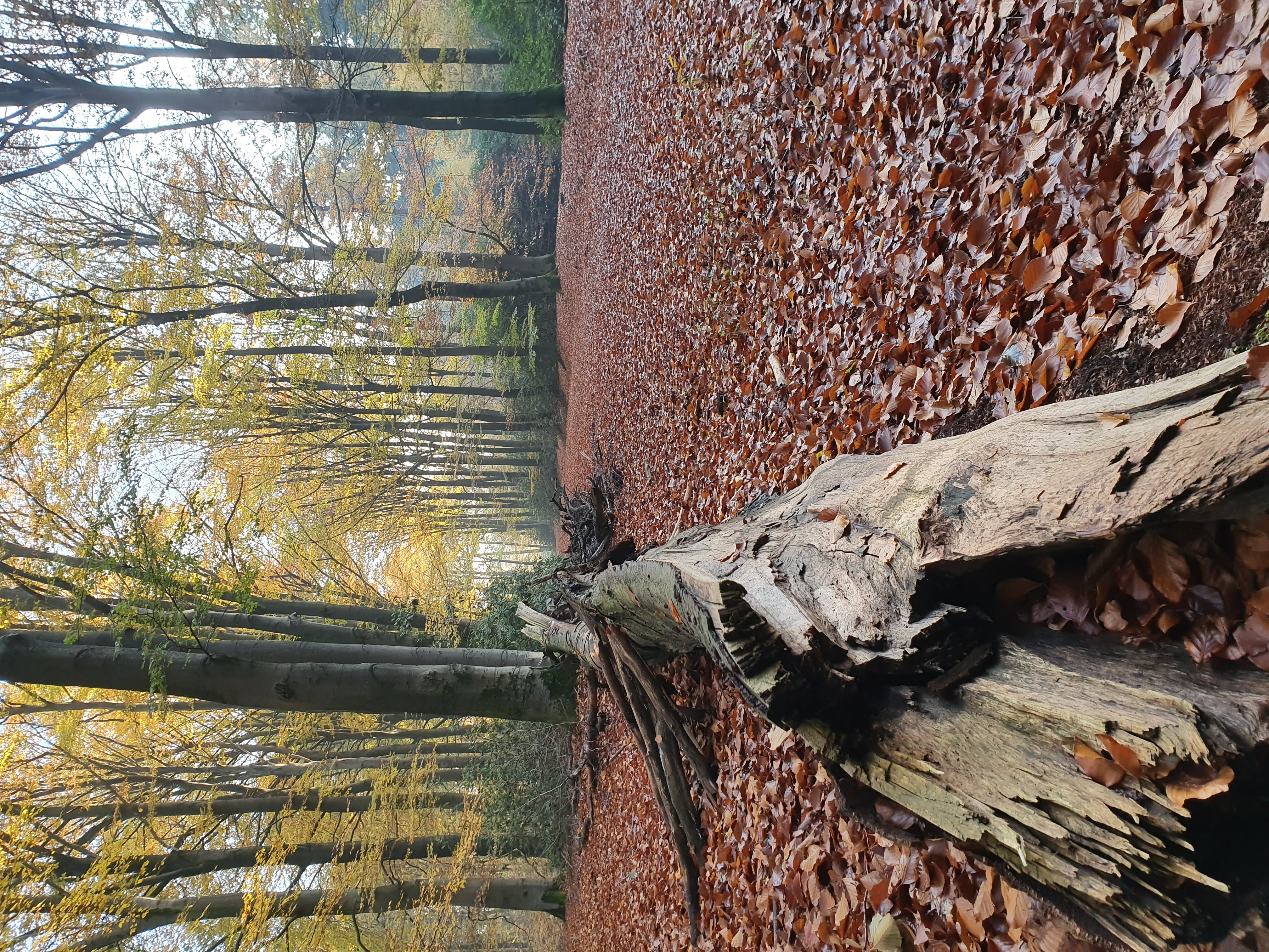 Path with leaves and trunk - The Netherlands
