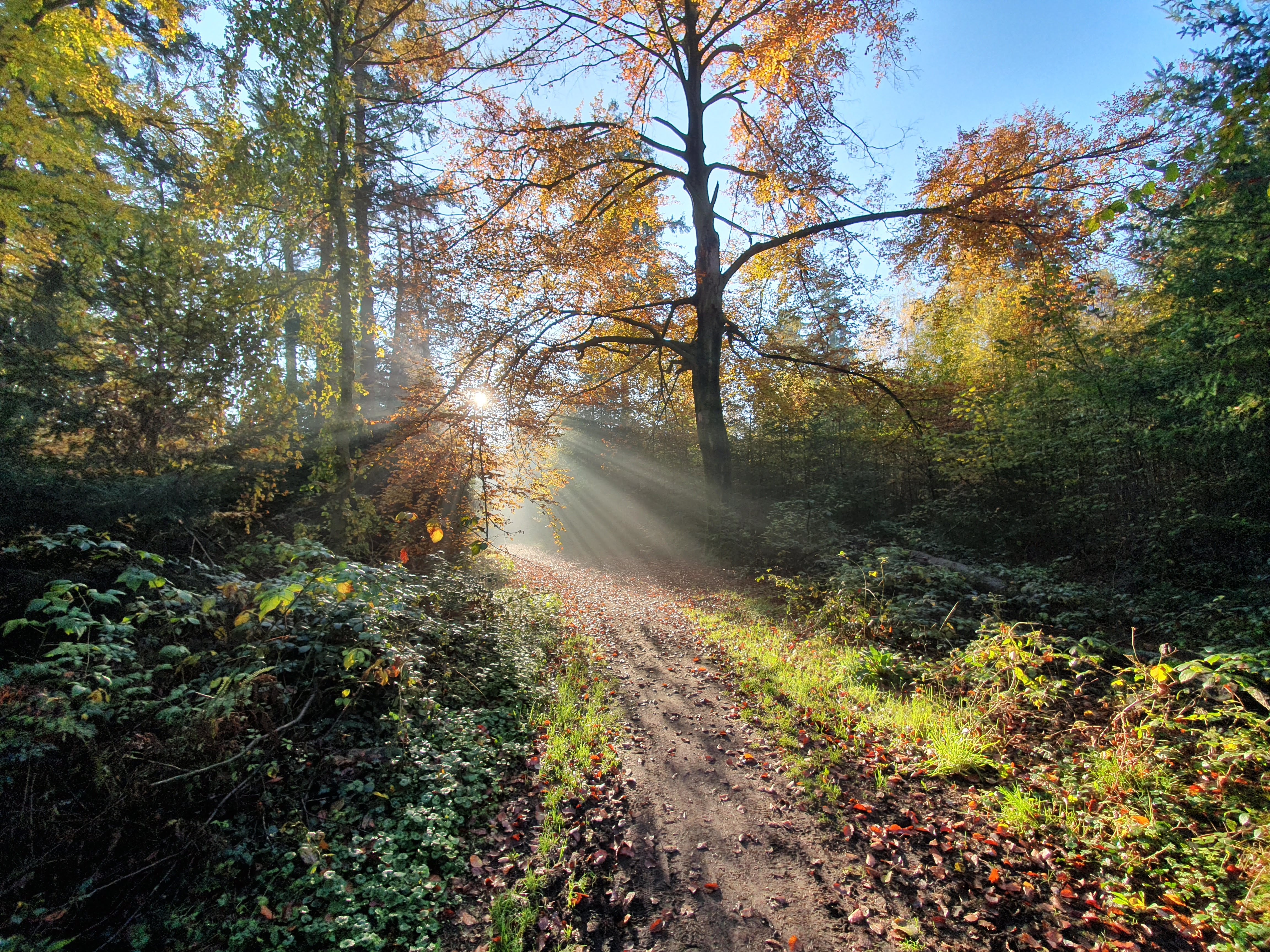 Leaves with sun - The Netherlands