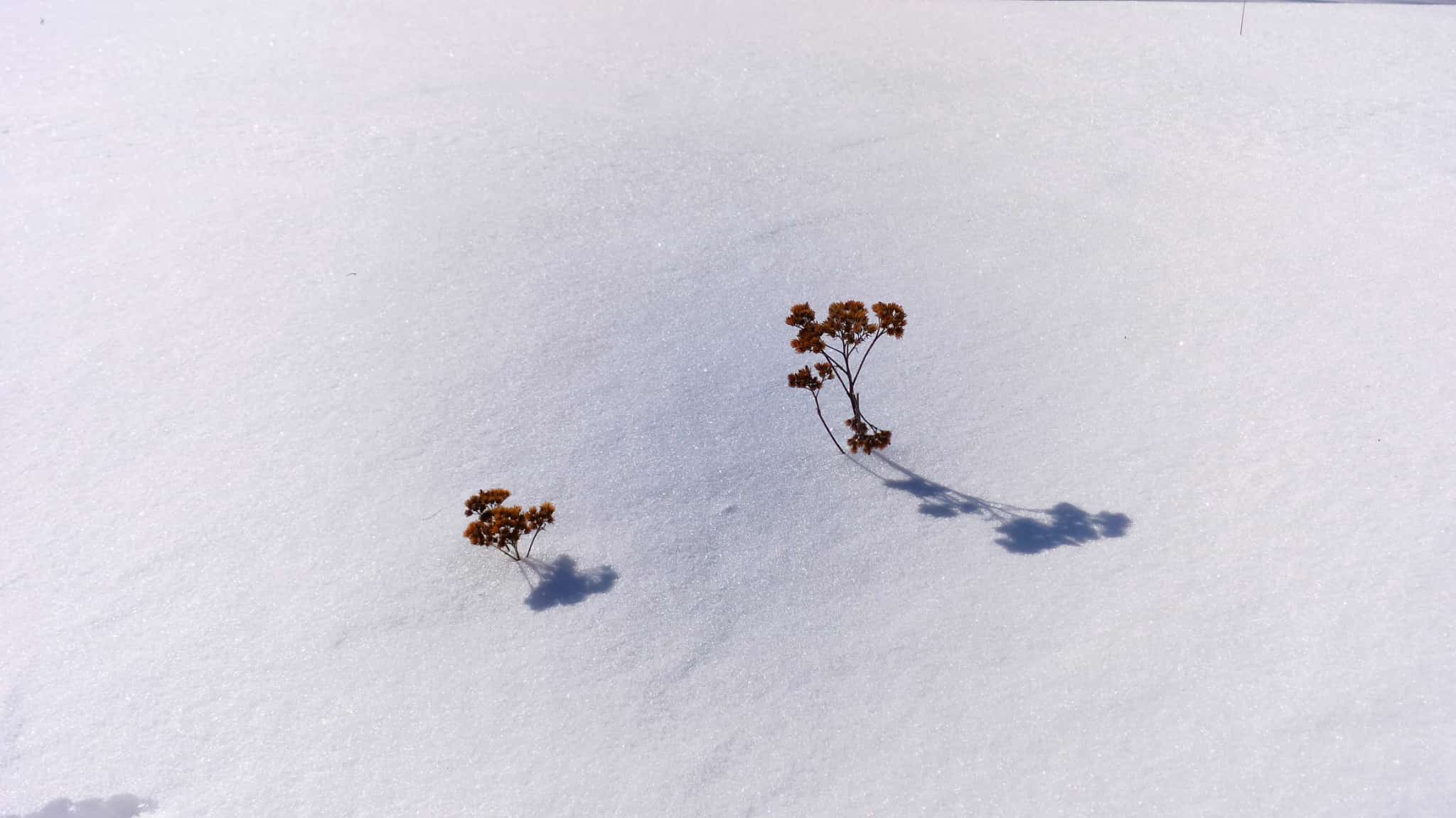 Stubborn life - Aosta Valley, Italy