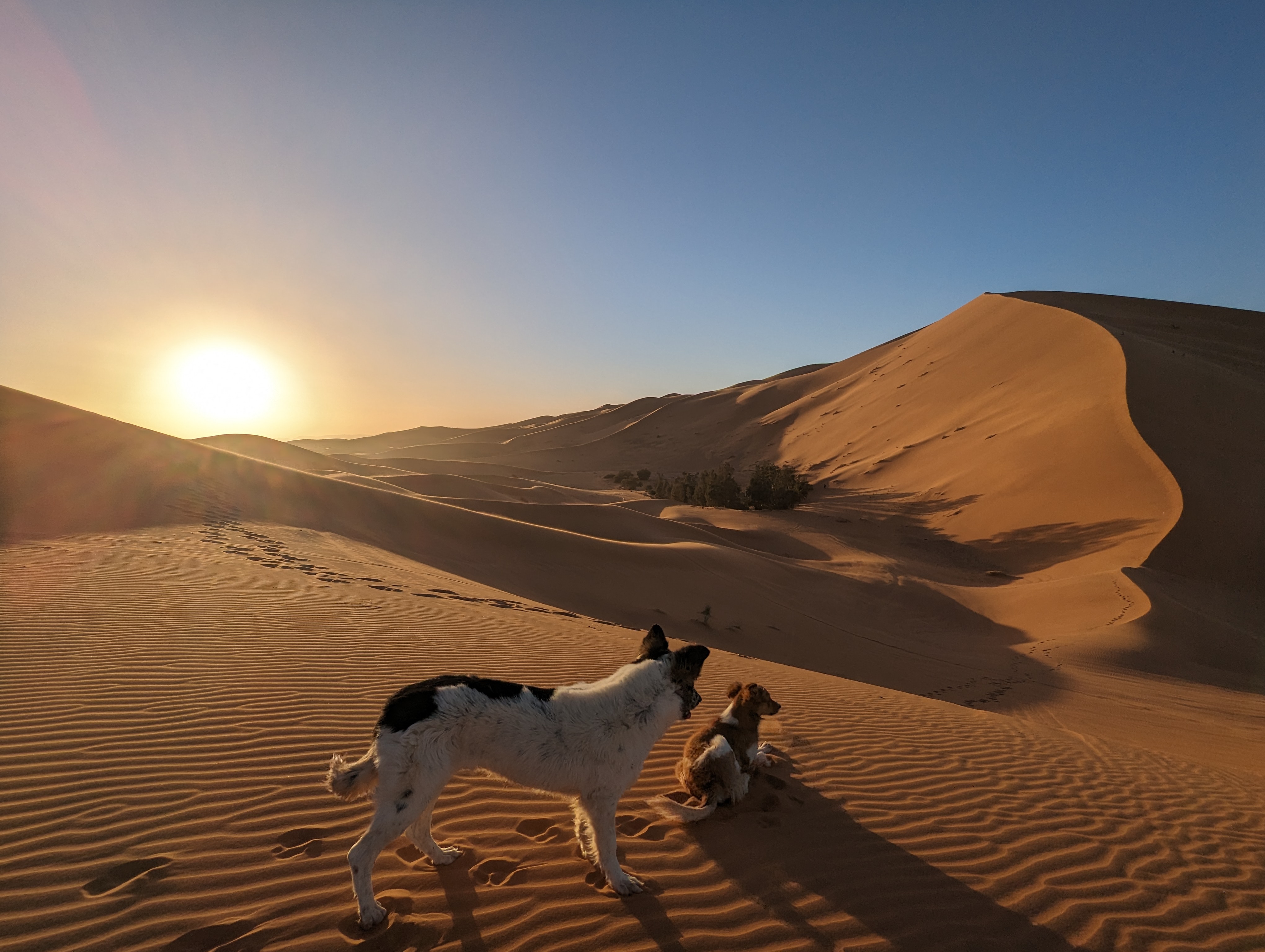 Dogs - Morocco