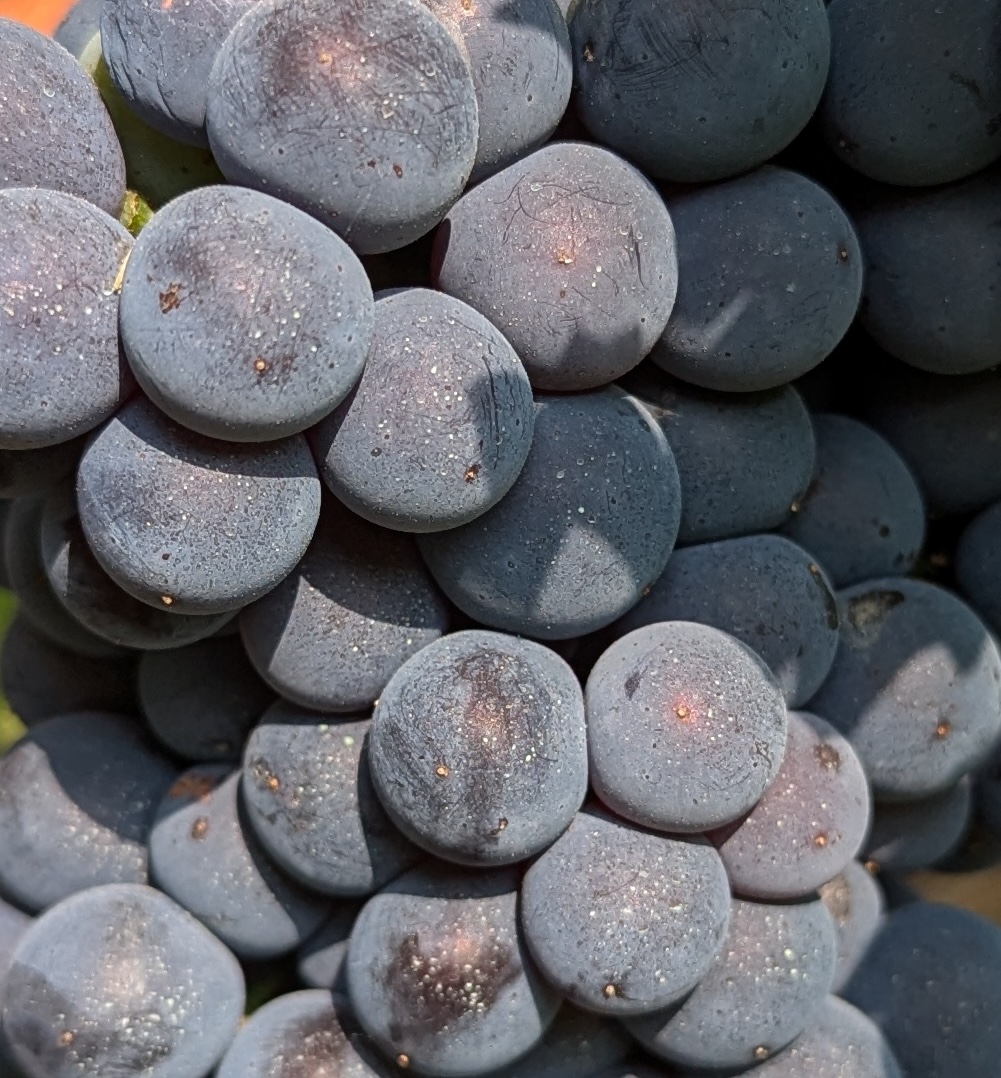 Balls, Le Langhe, Italy