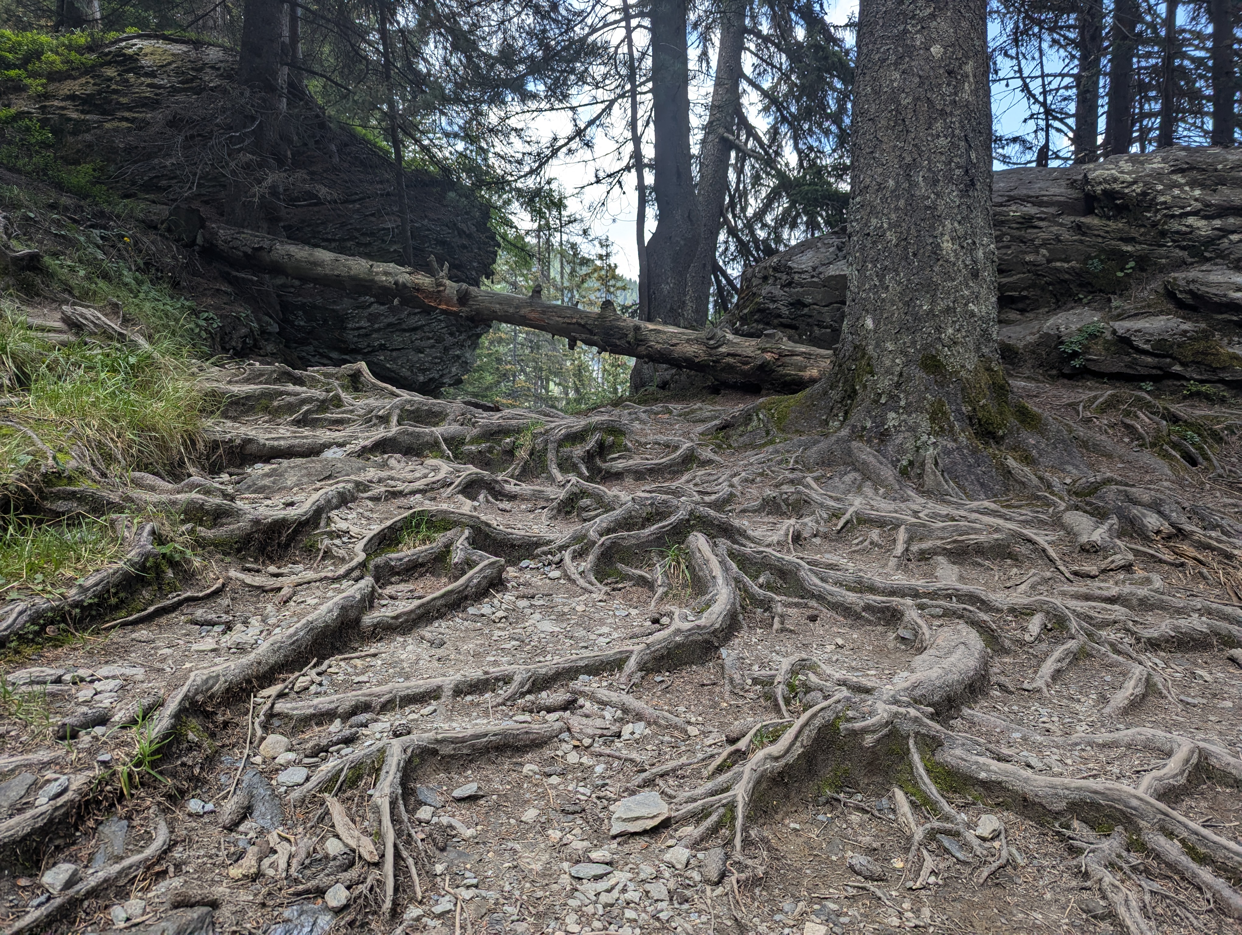 Roots on the way to the Rutor waterfalls - La Thuile, Italy