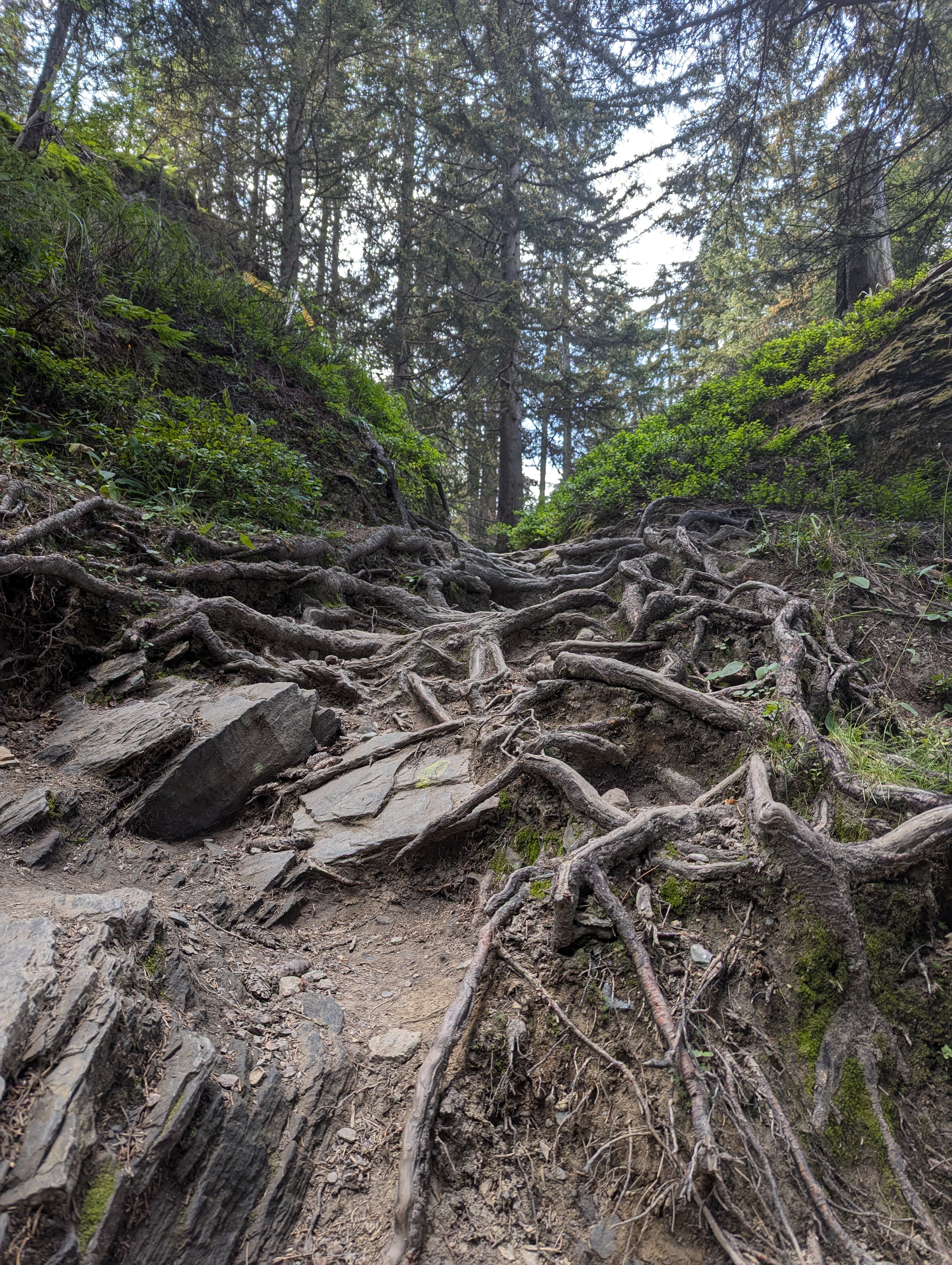 Roots on the way to the Rutor waterfalls - La Thuile, Italy