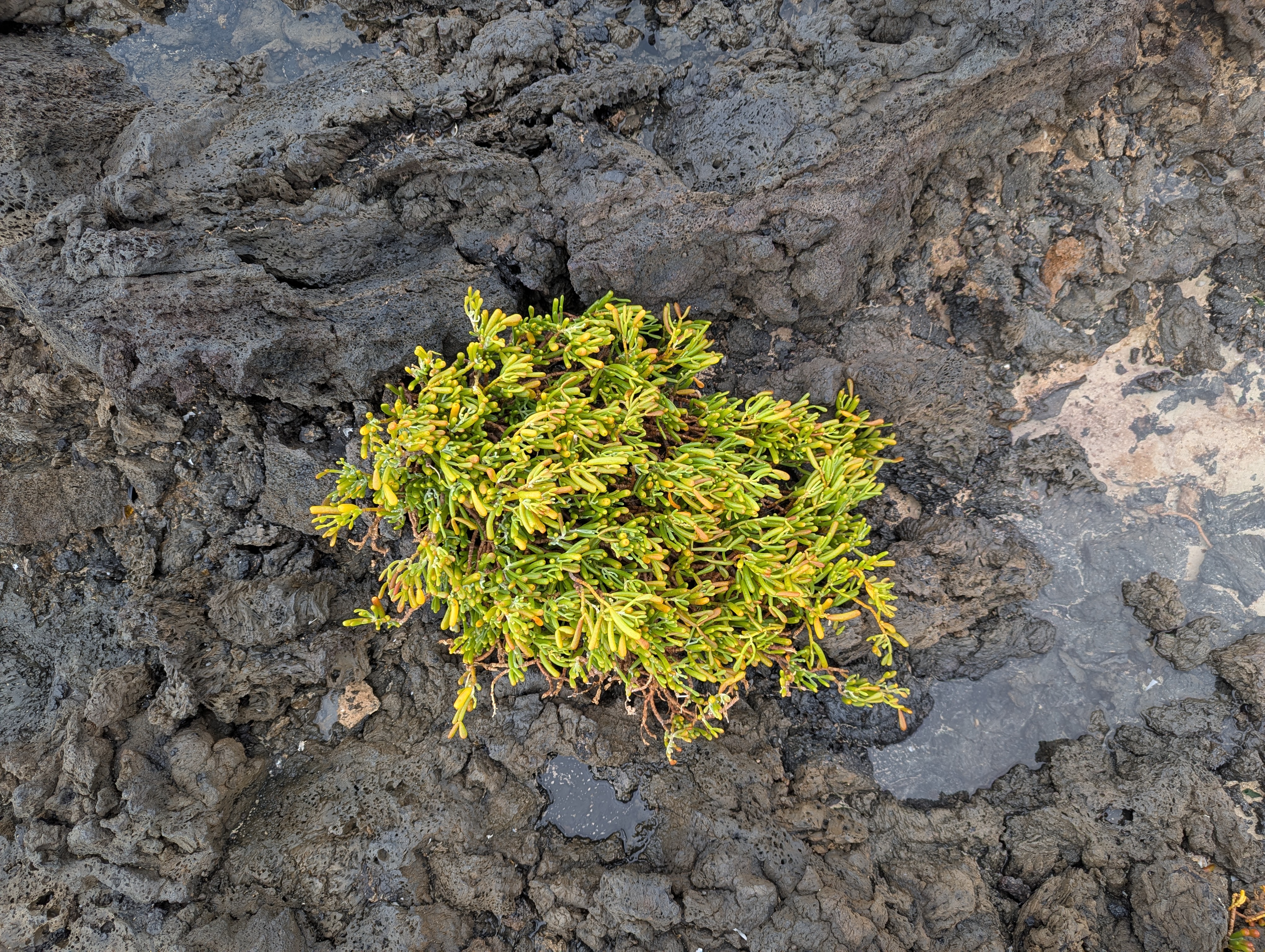 Stubborn life, Lanzarote, Spain